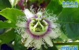 世界上最阴险的吃人植物，日轮花(与蜘蛛一起吃人)