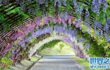 世界上十大最美的风景，紫藤花隧道满足一切