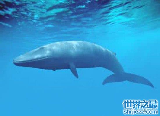 【史上最全的鲸的资料，震惊！梅尔维尔鲸头骨就有3米长 】图1