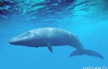史上最全的鲸的资料，震惊！梅尔维尔鲸头骨就有3米长