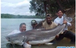 巨型哲罗鲑堪称最凶猛淡水鱼 曾被误认为喀纳斯湖水怪