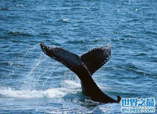 【史上最全的鲸的资料，震惊！梅尔维尔鲸头骨就有3米长 】图3