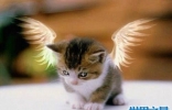 天使猫目击事件经过介绍 一种会飞的带翅膀猫