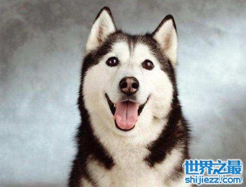 【西伯利亚雪橇犬原来是哈士奇，这二货学名那么高级的！ 】图3