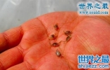 世界上最小的螃蟹，豆蟹(贝类的寄生虫)