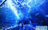 日本最值得去的十大水族馆，海王电影中的水下世界再现！