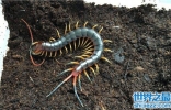 加拉帕格斯巨人蜈蚣毒性强烈，是亚洲体型最大的蜈蚣