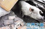 地震废墟中存活时间最长的猪