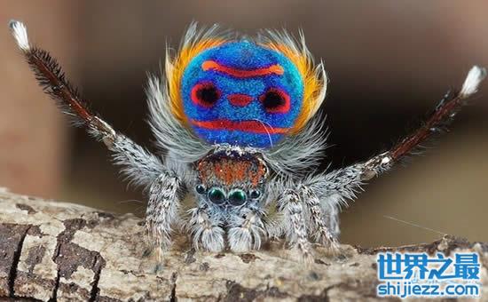 【世界上最漂亮的孔雀蜘蛛，太美了(图) 】图1