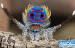 世界上最漂亮的孔雀蜘蛛，太美了(图)