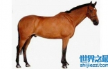 纯血马是一种比较厉害的马 通常用来比赛