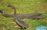 世界上体型最长的毒蛇，过山风眼镜王蛇(长5米专吃蛇)