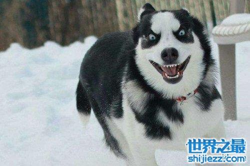 【西伯利亚雪橇犬原来是哈士奇，这二货学名那么高级的！ 】图2
