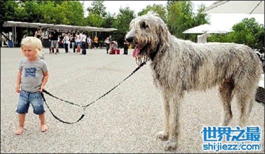 【世界最高大的狗大丹犬已申报吉尼斯纪录，身高体重相当于姚明 ... 】图3