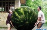 世界上最大的西瓜，重达300斤(比人还高)