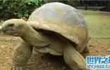 世界上最大的乌龟称作象龟 生活在海岛上却喝淡水
