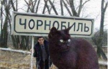乌克兰巨猫是真的吗 网络掀起一阵巨型猫风潮