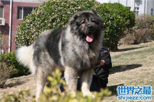 【世界最高大的狗大丹犬已申报吉尼斯纪录，身高体重相当于姚明 ... 】图2