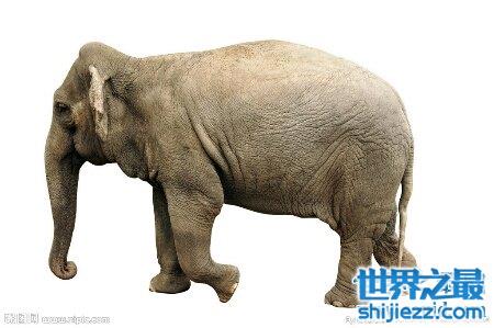 【大象的寿命大约在多少岁啊 和人类的一样吗 】图2