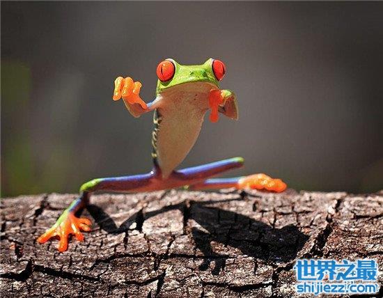 【打伞树蛙是真的吗 树蛙真的存在这样的行为吗？ 】图4