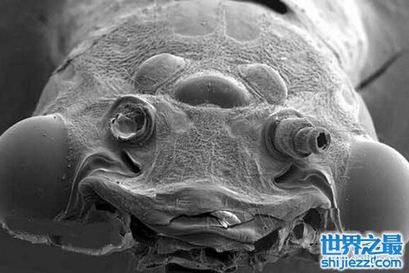 据海洋生物学家表示,软体动物,蛀船虫,珊瑚虫这些世界上最恶心的生物