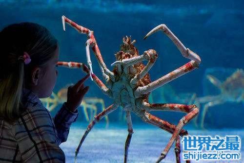 【最大的螃蟹是日本杀人蟹 椰子蟹由于捕杀几乎灭绝 】图1