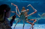 最大的螃蟹是日本杀人蟹 椰子蟹由于捕杀几乎灭绝