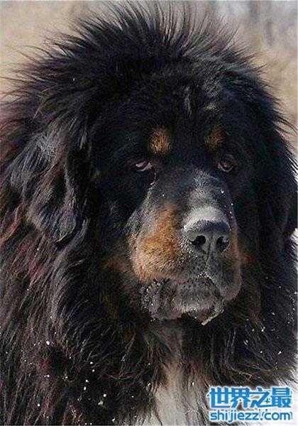 最贵藏獒,霸王叫价5000万(当之无愧) - 世界之最