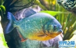 吃人鱼改变水中生态环境，五种著名的吃人鱼入侵中国