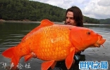 世界上最大的金鱼