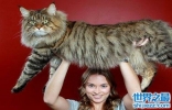 世界上最大的猫——缅因猫（高大的外表，温柔的内心）