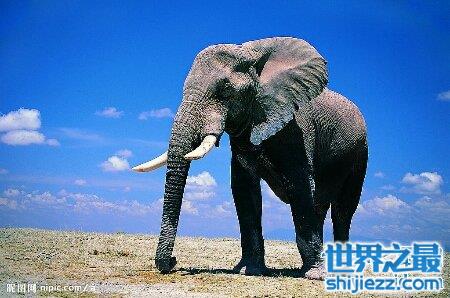 【大象的寿命大约在多少岁啊 和人类的一样吗 】图4