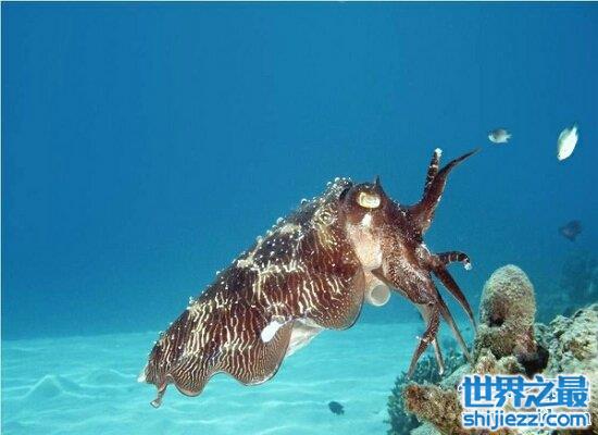 【世界上最大的无脊椎动物大王酸浆鱿  体型庞大不可食用 】图1