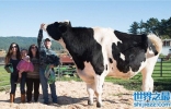 世界上最大的奶牛，个头要比普通牛大一倍