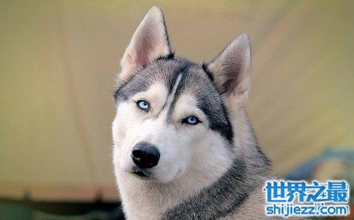 【西伯利亚雪橇犬原来是哈士奇，这二货学名那么高级的！ 】图1