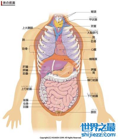 人体器官位置图解图片