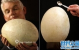世界上最大的鸡蛋