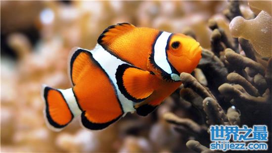 【世界上最漂亮的十种鱼 小丑鱼因像京剧丑角而得名 】图1