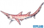 剑吻鲨是一种什么鱼 史前罕见剑吻鲨曾出现过