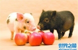 微型猪具有更高的价值 年轻人喜欢当宠物猪饲养