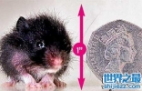 世界上最小的仓鼠