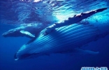 蓝鲸图片，世界上最大的鲸，据说他的舌头上可以供50个人站立 ...