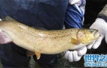 哲罗鲑鱼价格高达200一斤 如今已成功获得人工繁殖