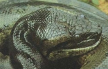 世界上最长的蛇长度超乎你想象 取个名字叫做桂花