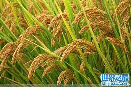 【世界水稻产量排名，中国水稻产量位居世界第一！ 】图3