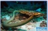 海蛇有毒吗 其成为世界上十大最毒的蛇