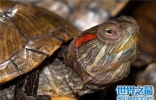 巴西龟的寿命有多长 怎样在家饲养巴西龟