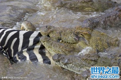 【尼罗鳄，据说是非洲最大的鳄鱼，凶残无比，沼泽里的霸主 】图3