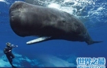 龙王鲸到底是什么物种 真的是龙的近亲吗