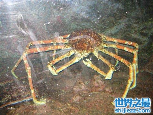 【最大的螃蟹是日本杀人蟹 椰子蟹由于捕杀几乎灭绝 】图3